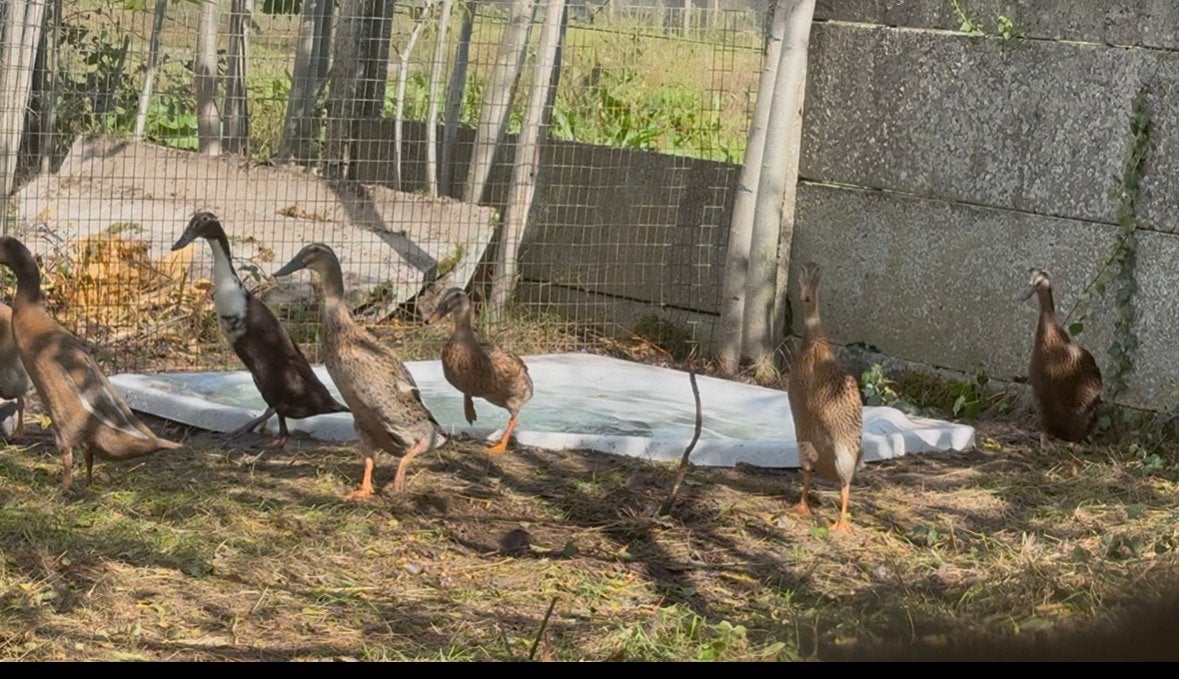 Jonge Loopeenden, Dieren en Toebehoren