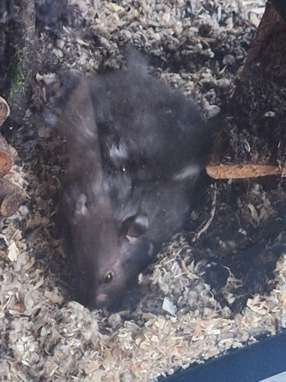 Baby's goudhamsters, Juni, Geslacht onbekend, Hamster