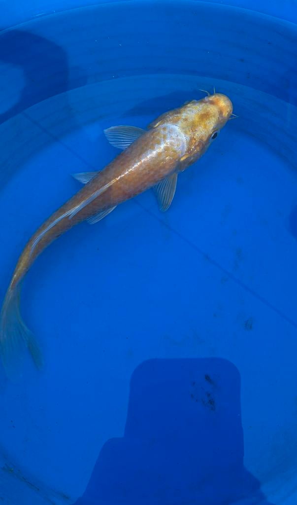 Koi, Karper of Koi