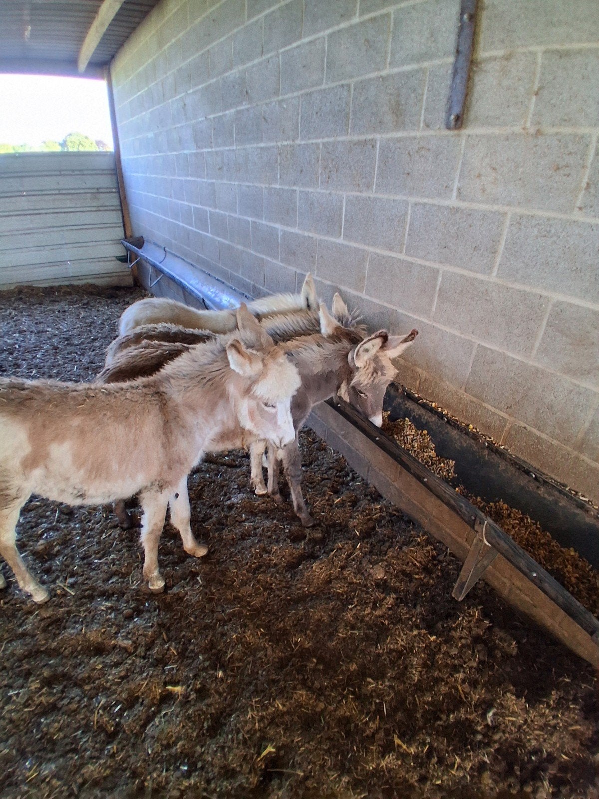 ezel veulens, Animaux & Accessoires, Moutons, Chèvres & Cochons