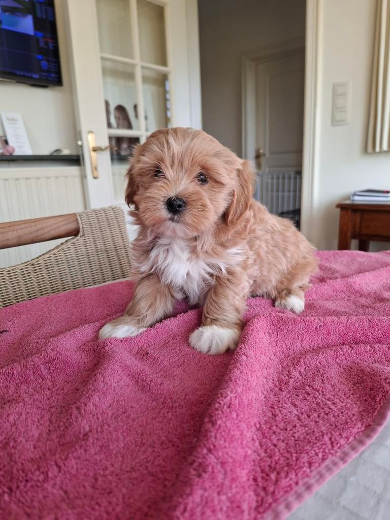 Maltipoo pups, Dieren en Toebehoren, Parvo, België, Maltezer, 8 tot 15 weken