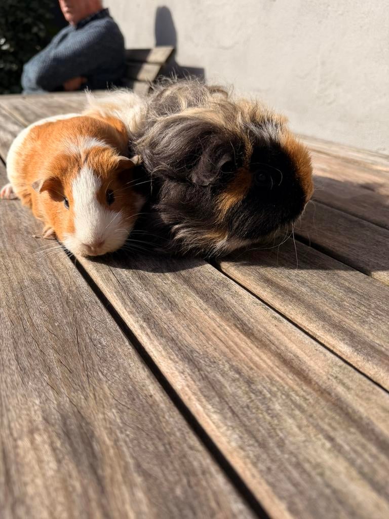 Cavia’s zoeken nieuwe thuis, Dieren en Toebehoren, Knaagdieren, Vrouwelijk, Cavia, Oktober, Tam