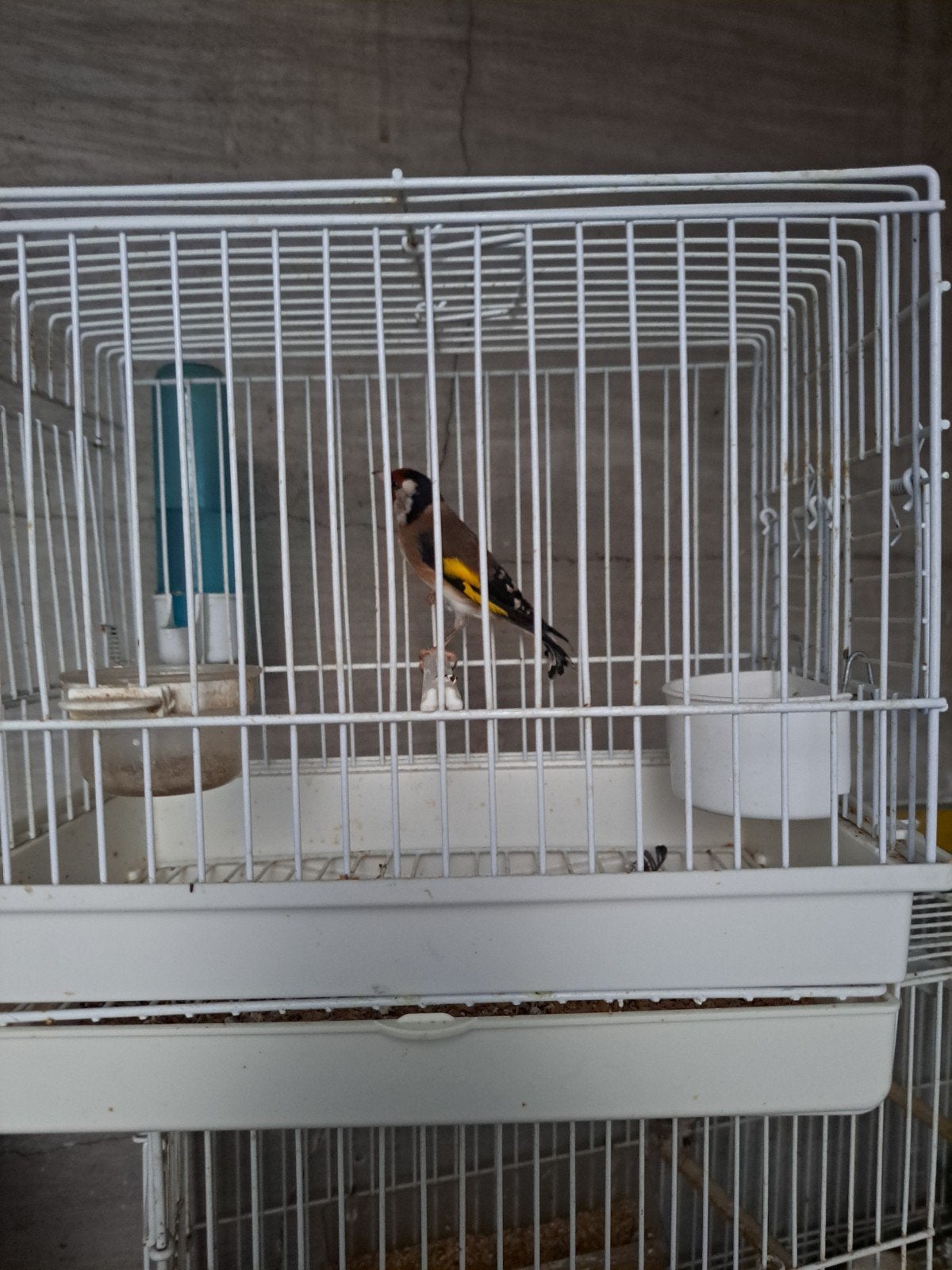 jeune parva, Animaux & Accessoires