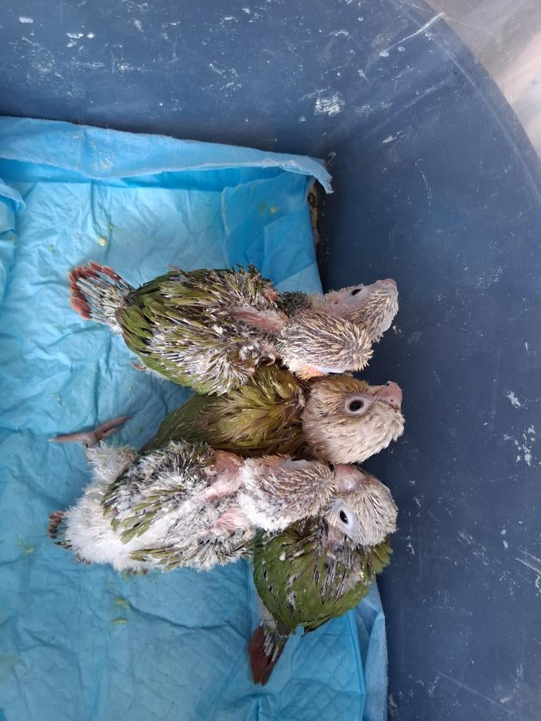 pyrhurra,s, Dieren en Toebehoren, Geringd