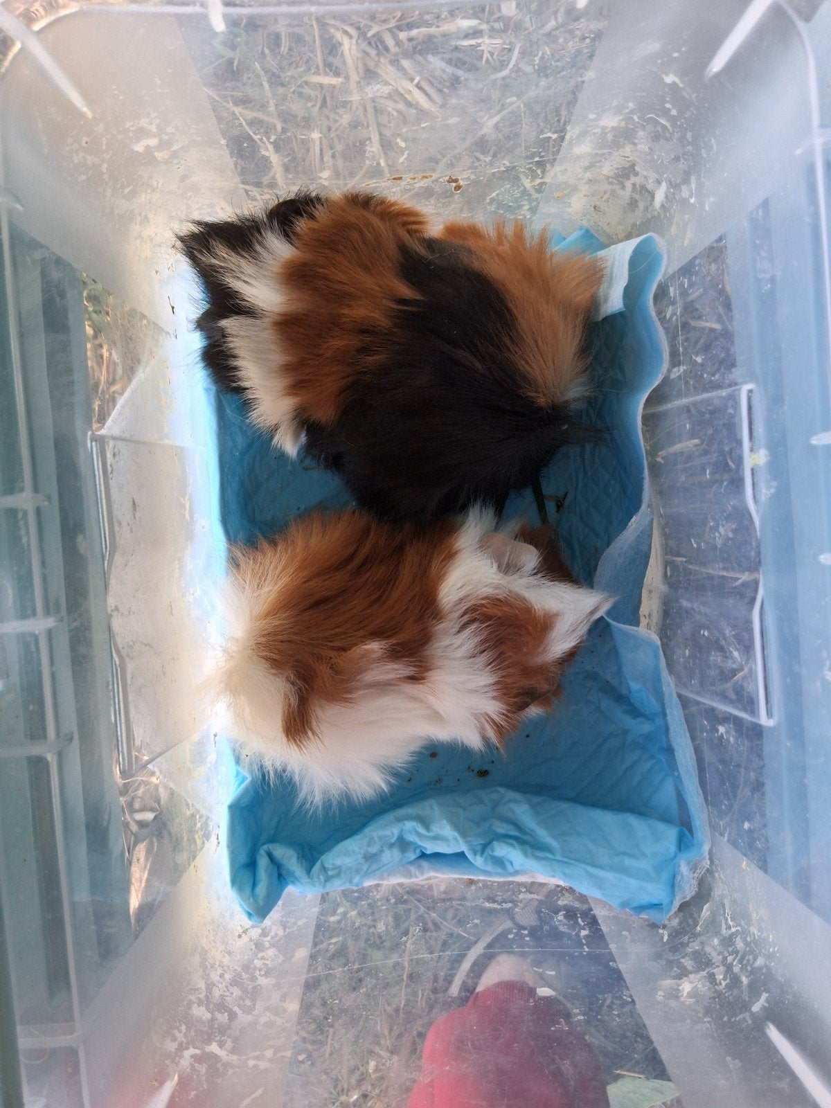 borstel cavia,s, Dieren en Toebehoren, Knaagdieren, Maart, Cavia