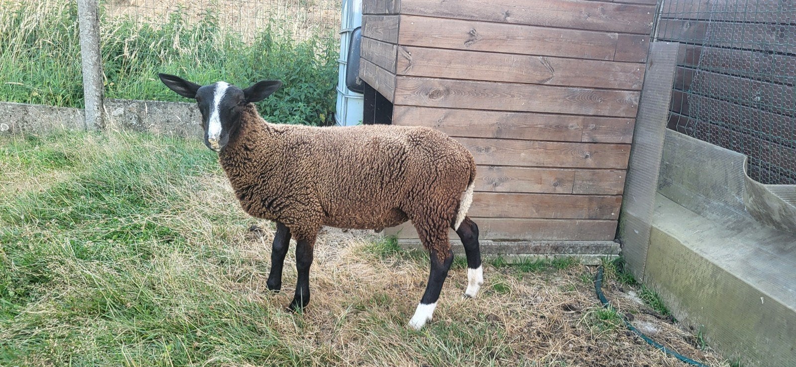 Zwartbles ramlam, Animaux & Accessoires, Mâle, Mouton, 0 à 2 ans