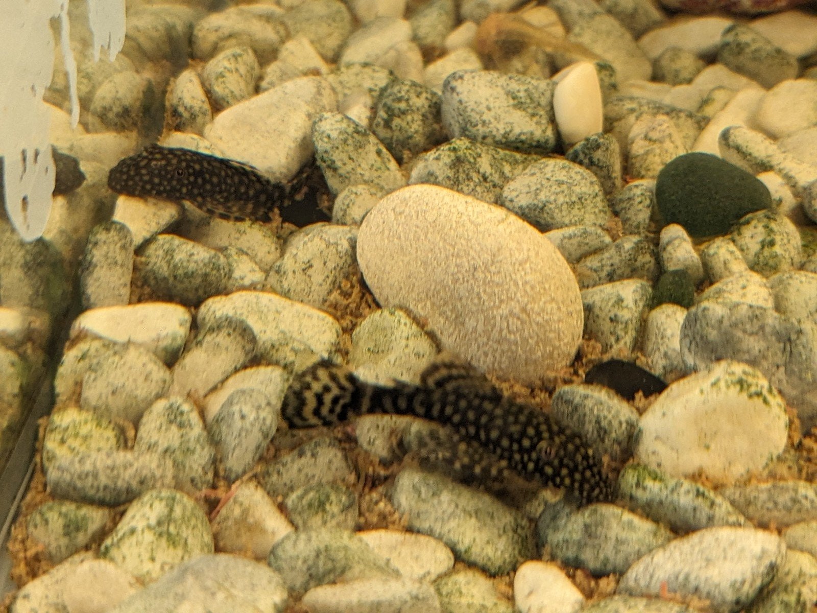 Jeunes Plecos, Animaux & Accessoires, Enlèvement