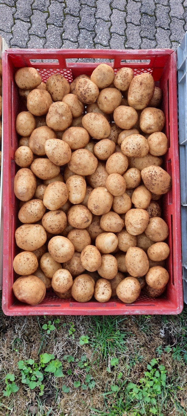 pomme de terre, Articles professionnels, Enlèvement ou Envoi