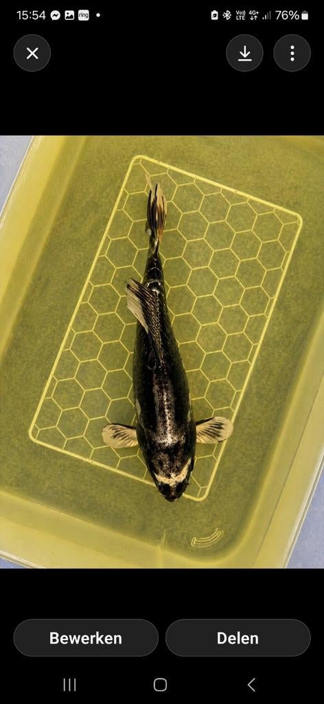 Japanse koi, Dieren en Toebehoren