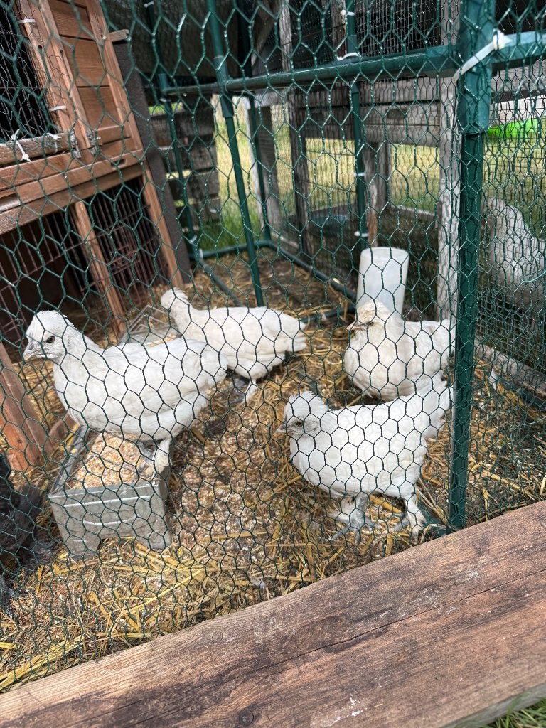Kuikens, Kip