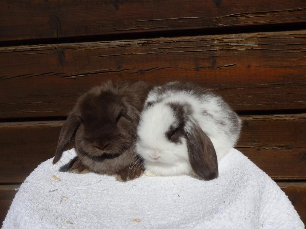 nhd, koppeltje, Dieren en Toebehoren, Konijnen, Meerdere dieren, Dwerg, Hangoor, 0 tot 2 jaar