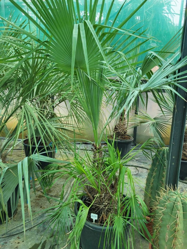 Brahea dulcis, hauteur de la tige 50 cm, total 1m60, Enlèvement