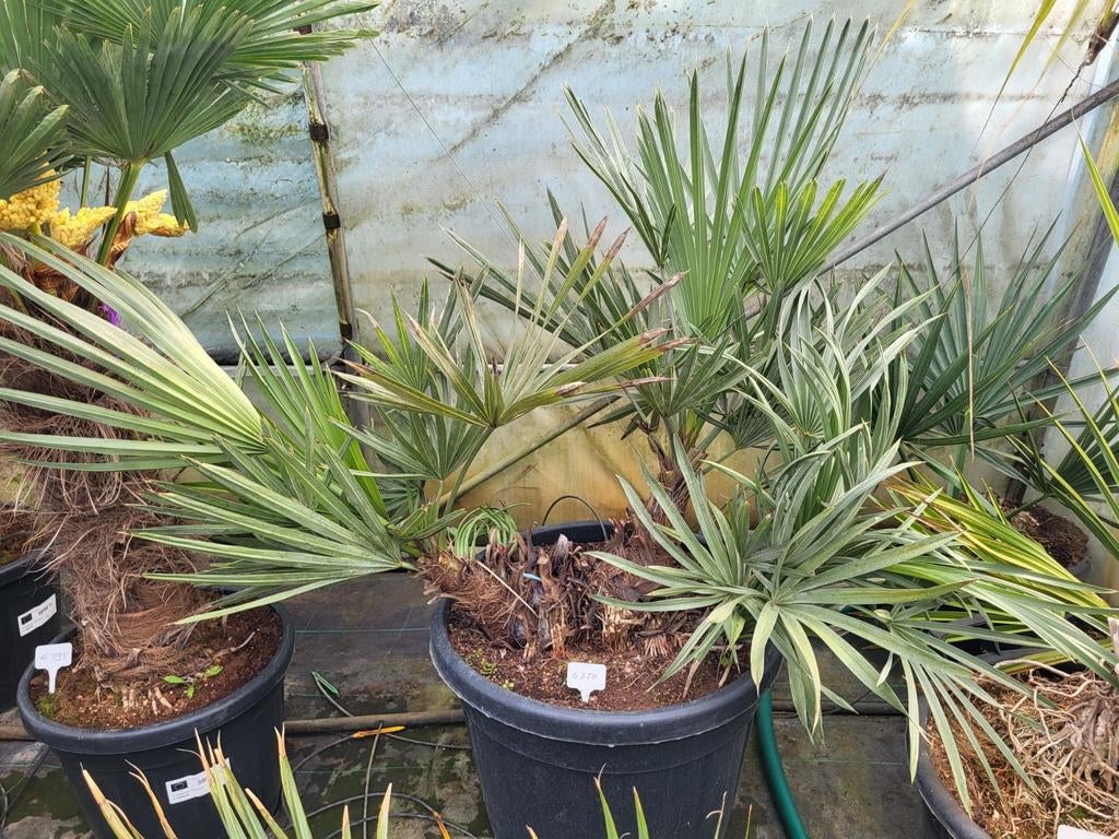 Tritrinax Campestris, hauteur 100/120 cm, Enlèvement