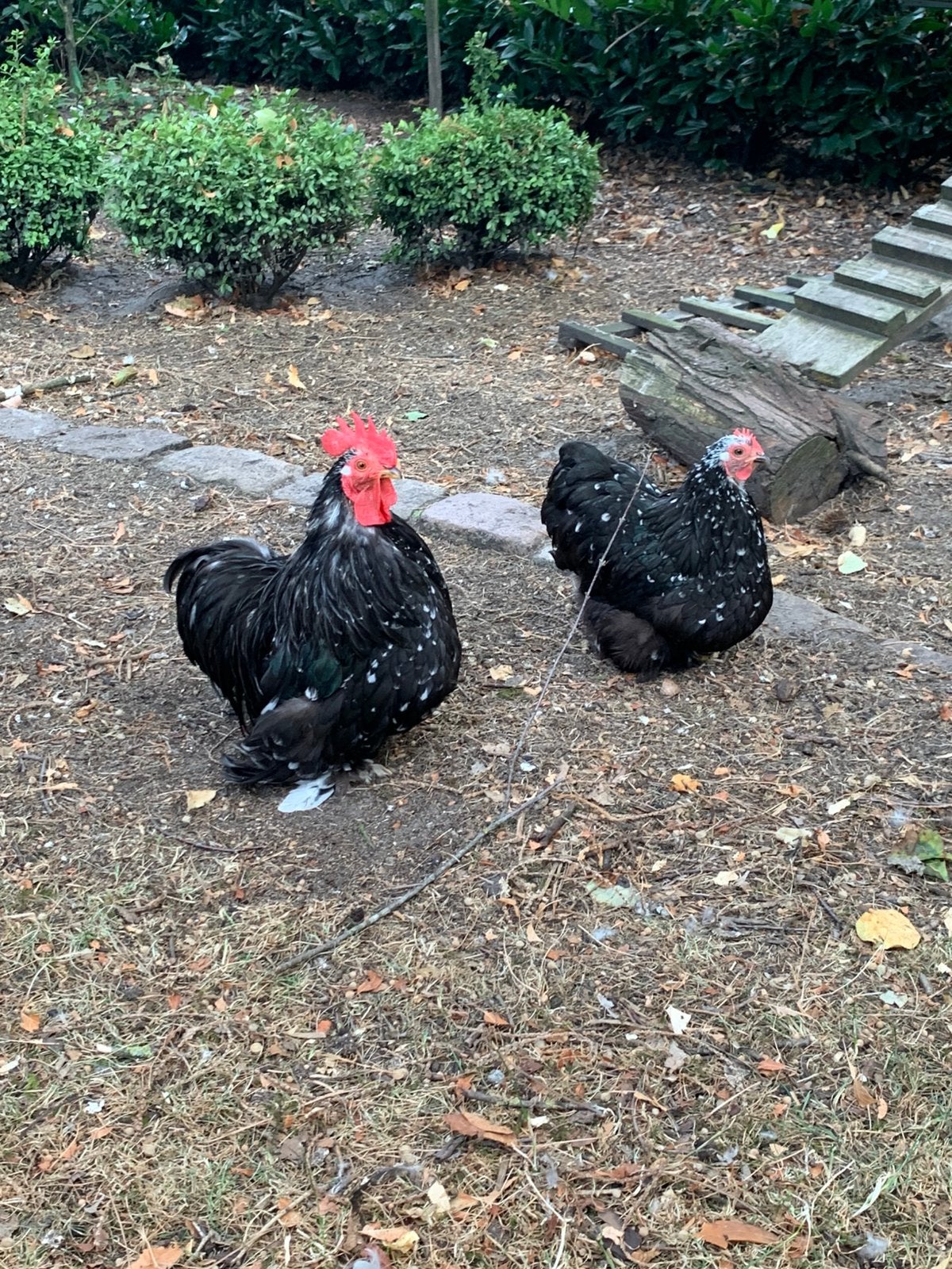 Mini Cochin Uk Peking kriel toompje, Dieren en Toebehoren, Pluimvee