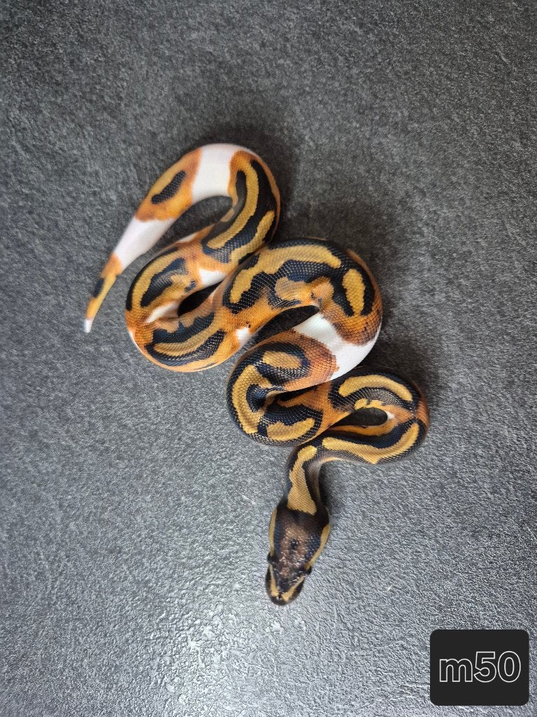 Python regius, Dieren en Toebehoren, Reptielen en Amfibieën, Slang, 0 tot 2 jaar