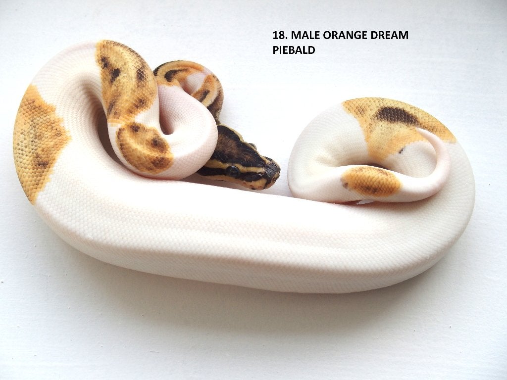 Koningspythons nakweek 2026 Ball Python photo 18