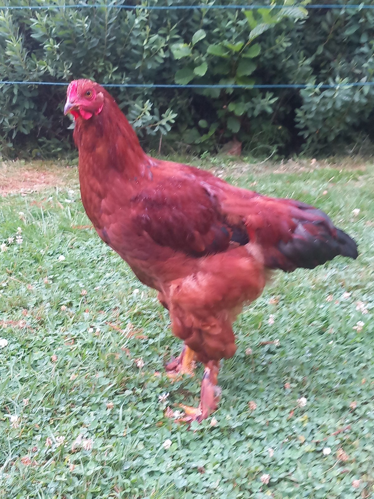 Haan groothoender, Dieren en Toebehoren, Pluimvee