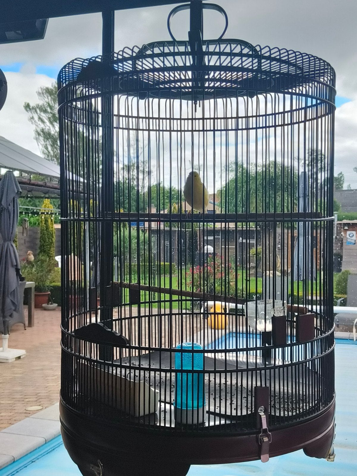 Goed fluitende kanarie, Dieren en Toebehoren