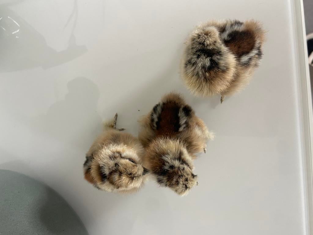 Kuikens zijdehoen, Dieren en Toebehoren, Pluimvee, Geslacht onbekend