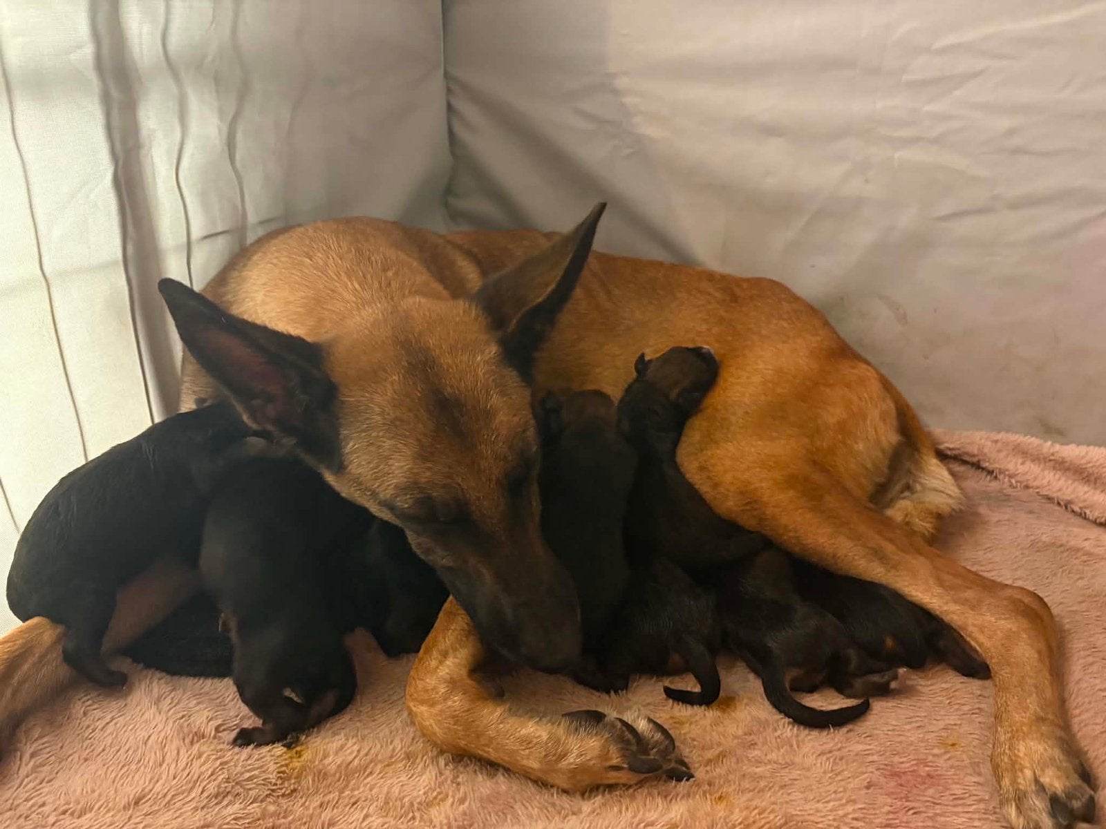 Pups mechelaar(mama) berner sennen(papa), Ophalen