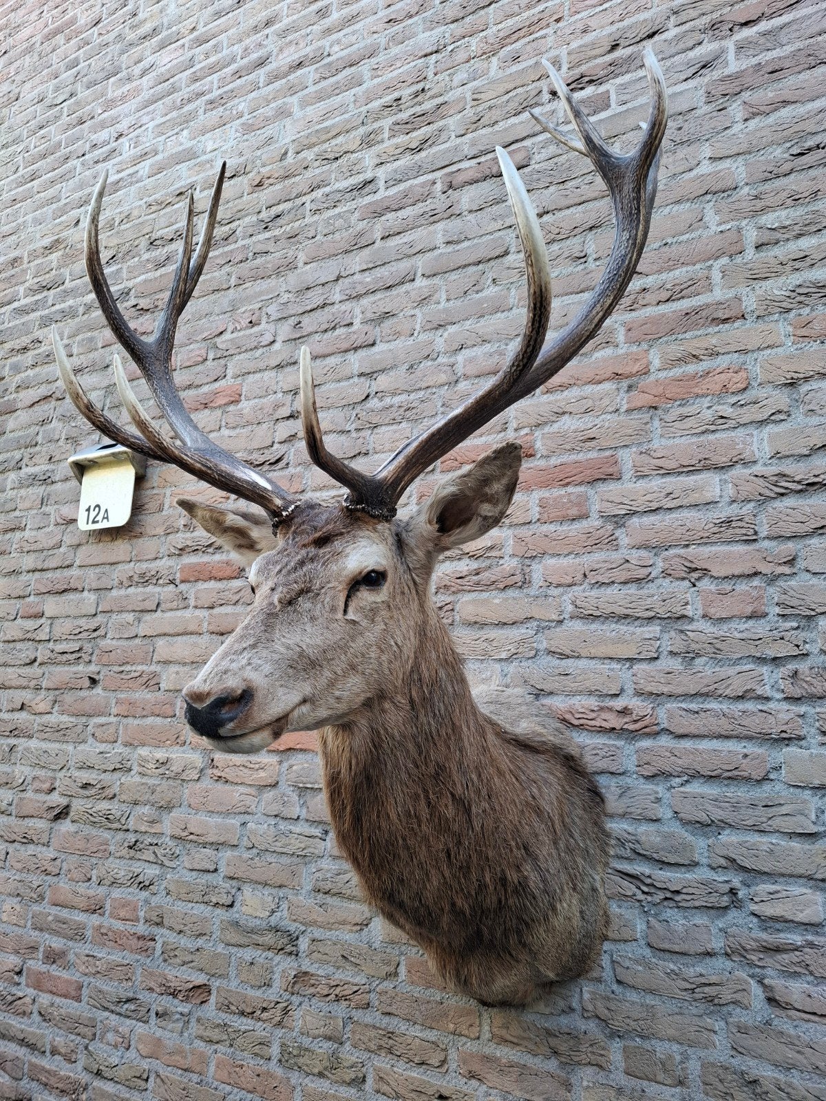 grosse tête en peluche, cerf élaphe, taxidermie, crâne, bois, Collections, Enlèvement, Cerf, Bois ou Tête