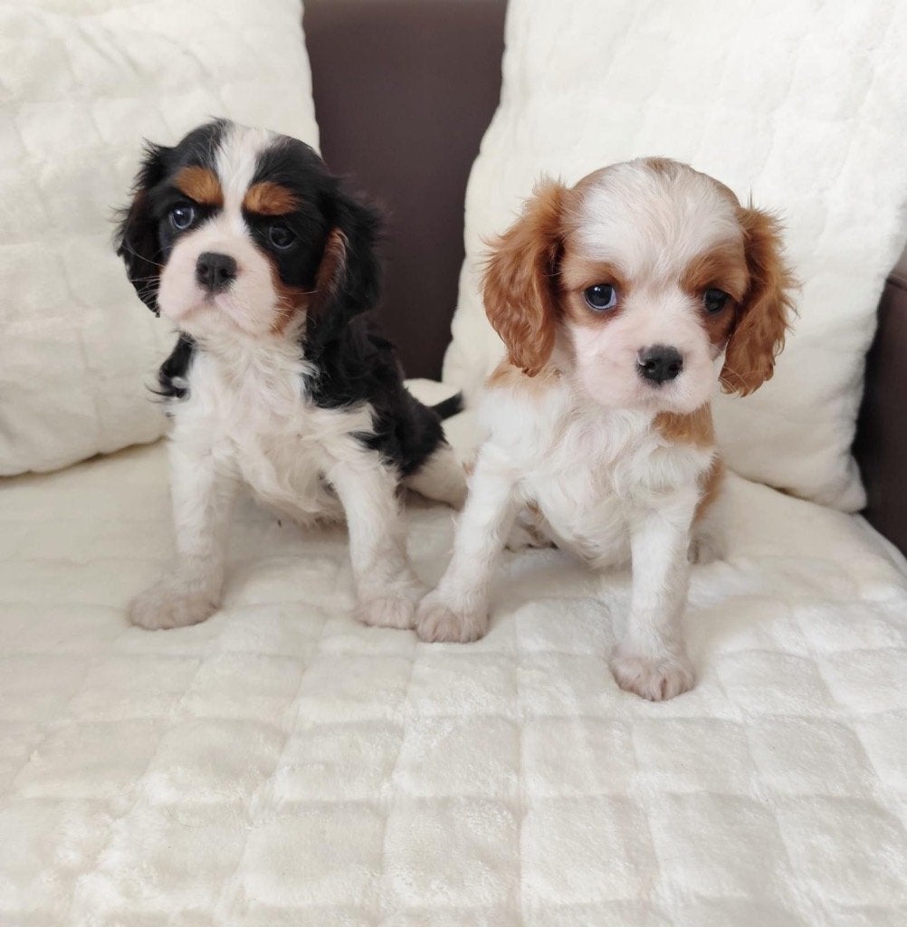 Chiots épagneuls Cavalier King Charles, 15 semaines à 1 an, Plusieurs, Belgique, Plusieurs animaux