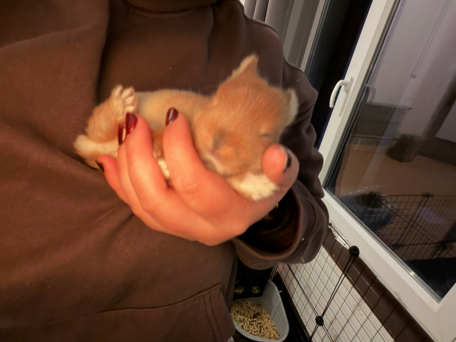 Kleurdwerg konijntjes, Dieren en Toebehoren, Vrouwelijk, Dwerg, 0 tot 2 jaar