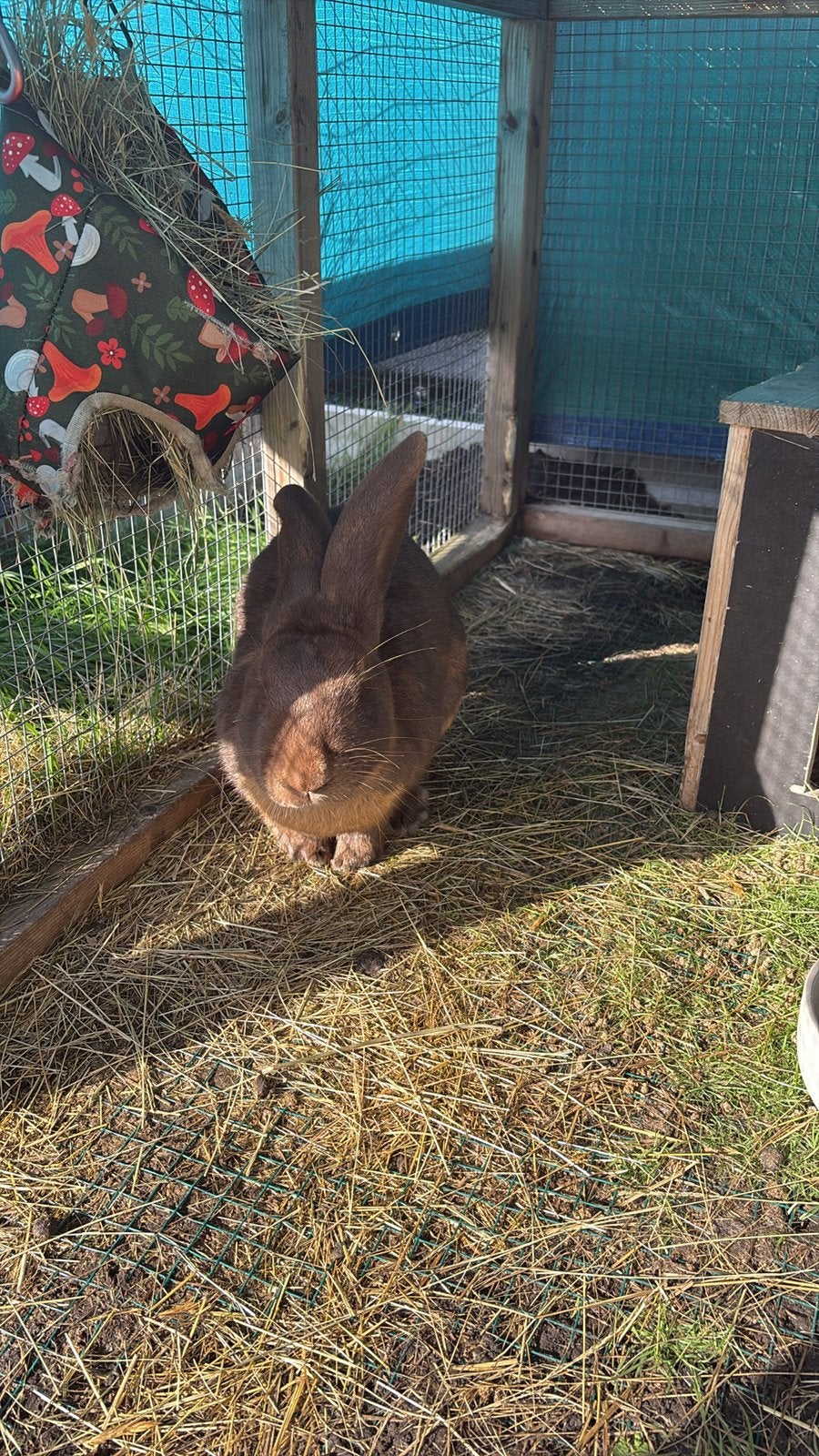 Reuzevlinder Ram, Mannelijk, Groot, 0 tot 2 jaar