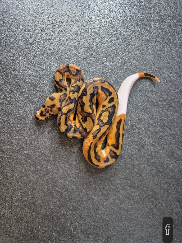 Python regius, Dieren en Toebehoren, Reptielen en Amfibieën, Slang, 0 tot 2 jaar