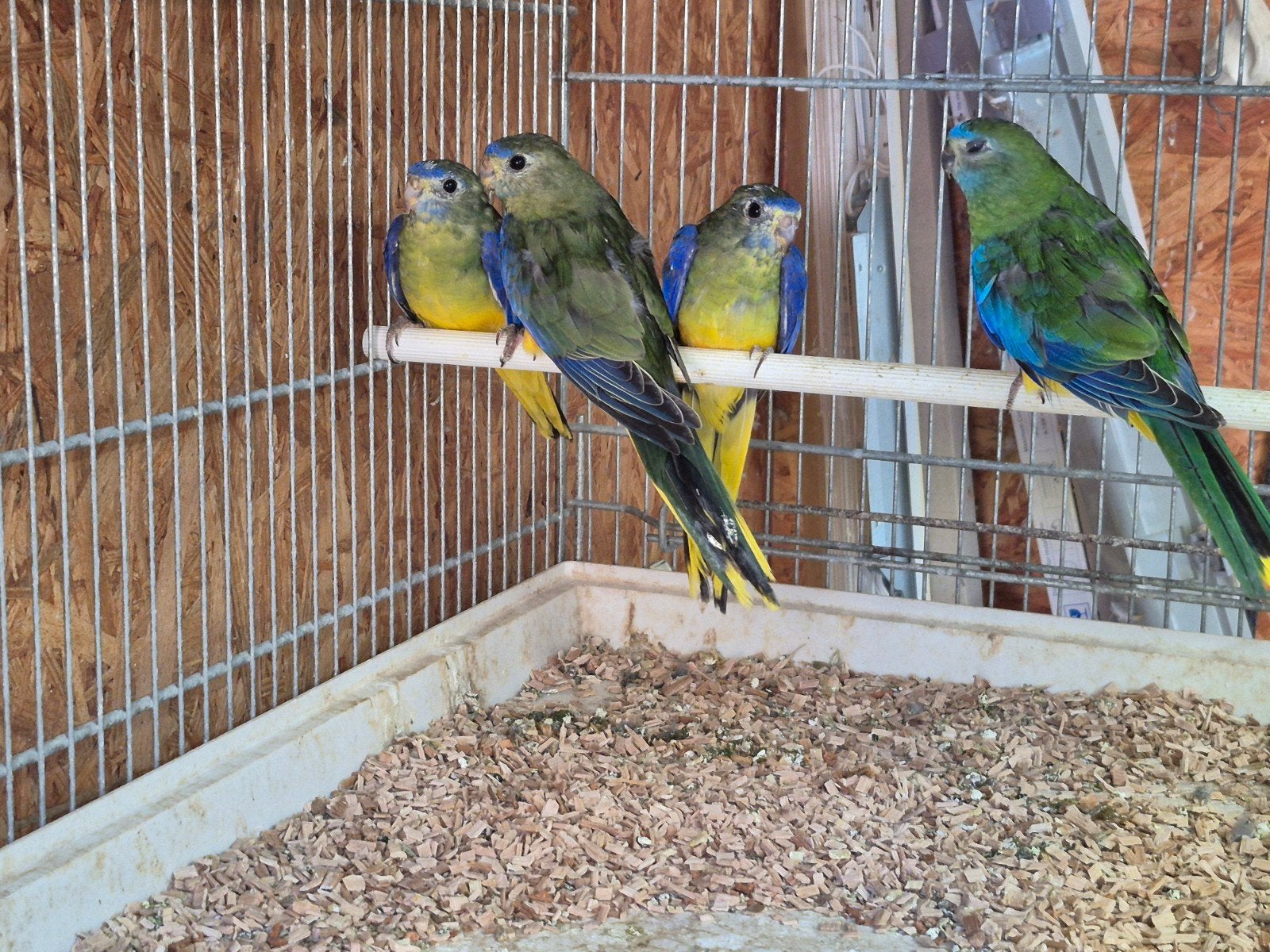 4 turquoisine poppen 2026, Perruche