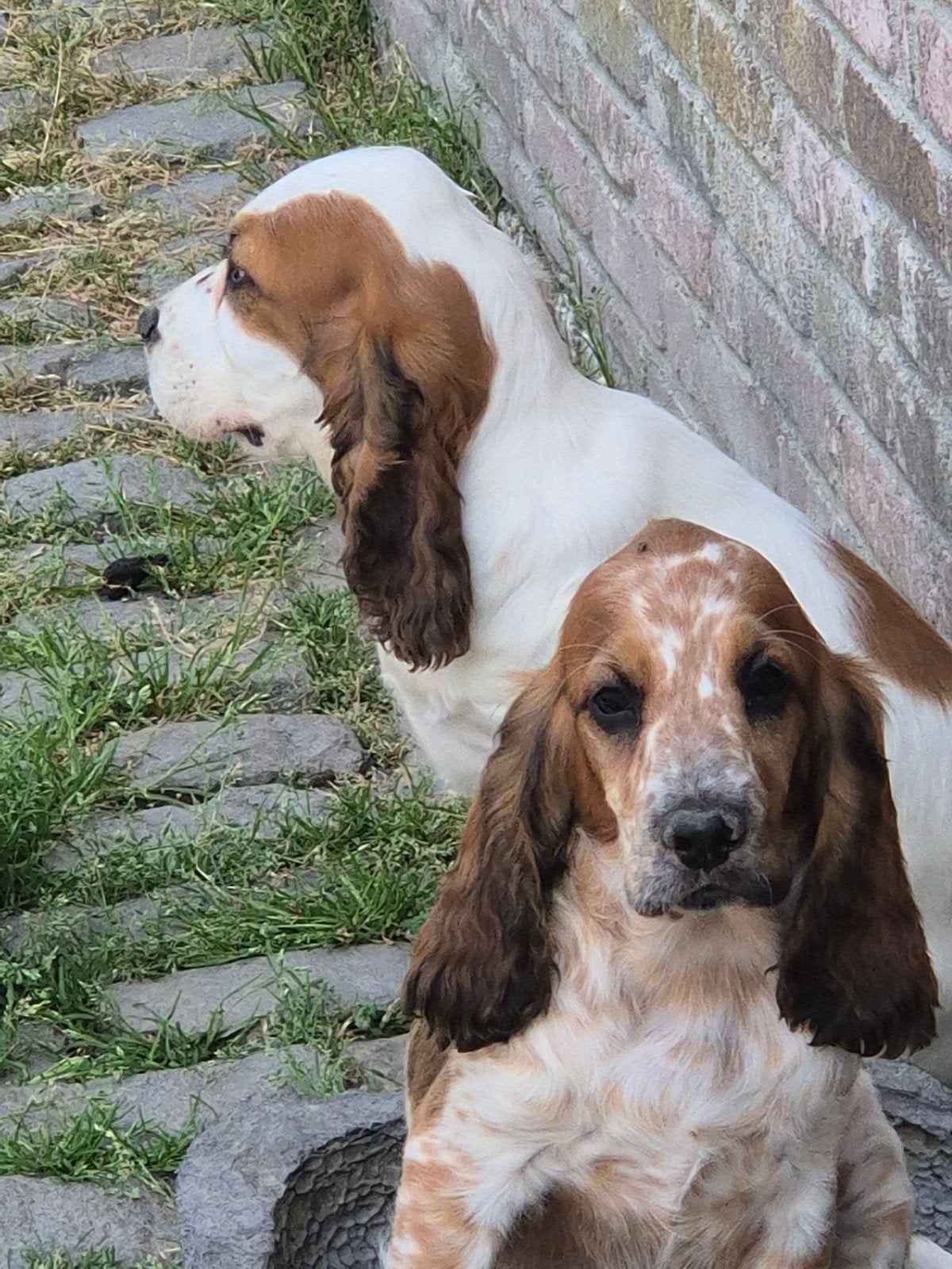 Engelse Cocker Spaniël pups, Animaux & Accessoires, Chiens | Retrievers, Épagneuls & Chiens d'eau, Plusieurs animaux, Épagneul