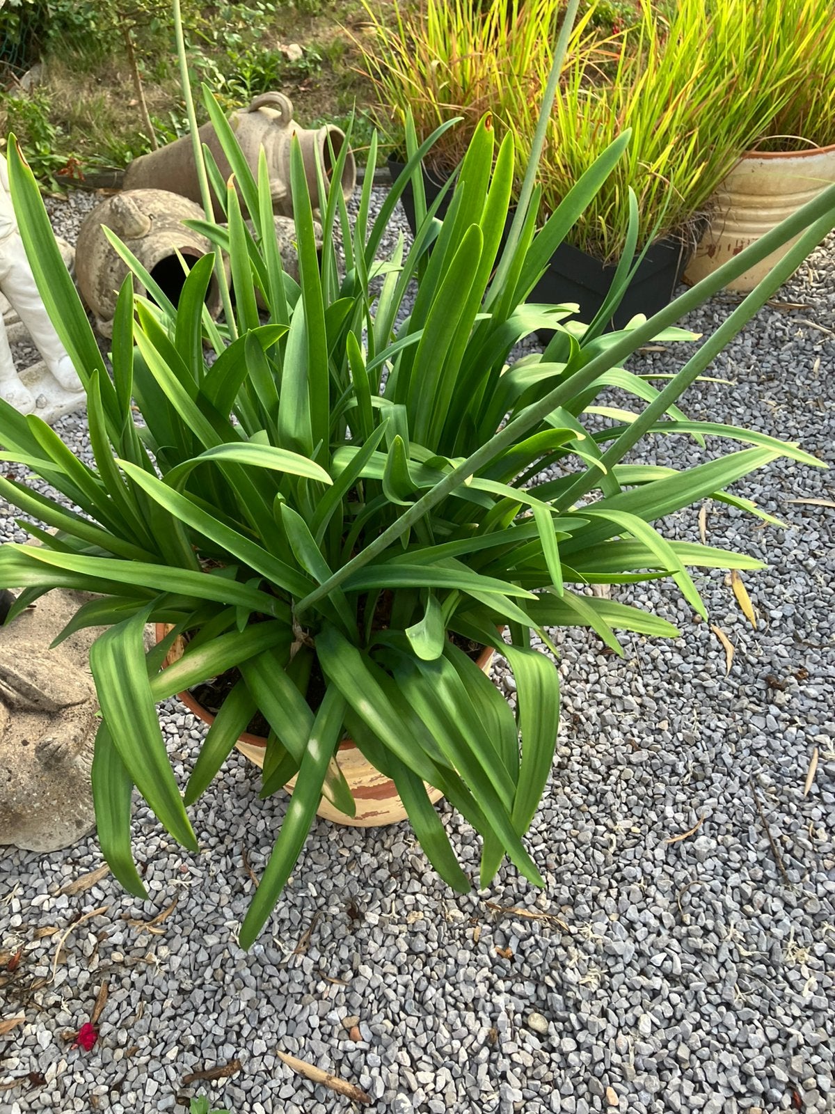 Agapanthus, Tuin en Terras, Ophalen