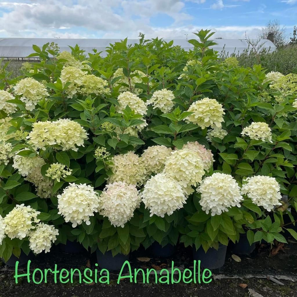 ‼️hortensia anabelle aan promoprijzen ‼️, Tuin en Terras, Ophalen, Hortensia