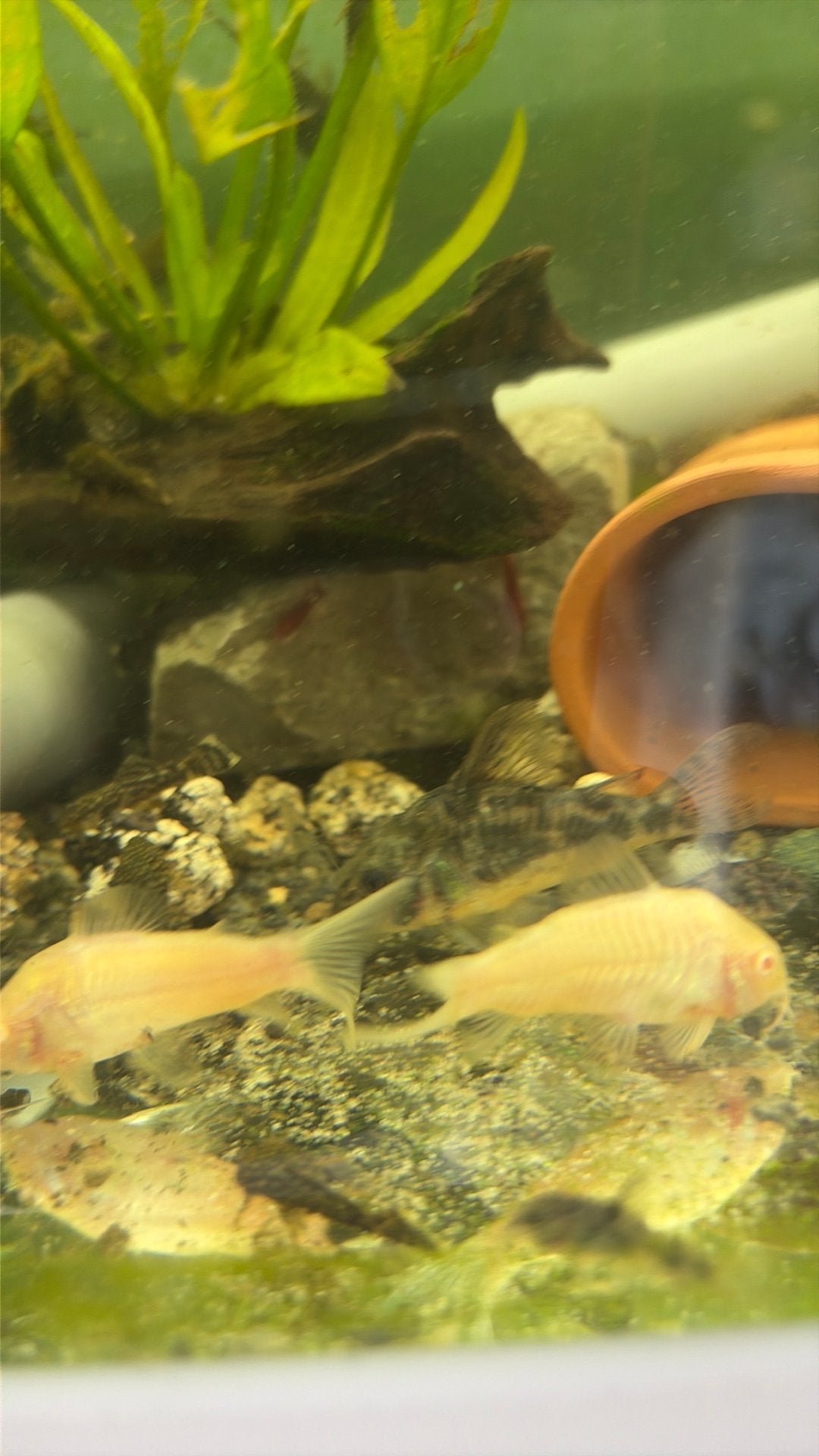 Visbestand 6 corydoras, Animaux & Accessoires, Poisson, Poisson d'eau douce, Banc de poissons