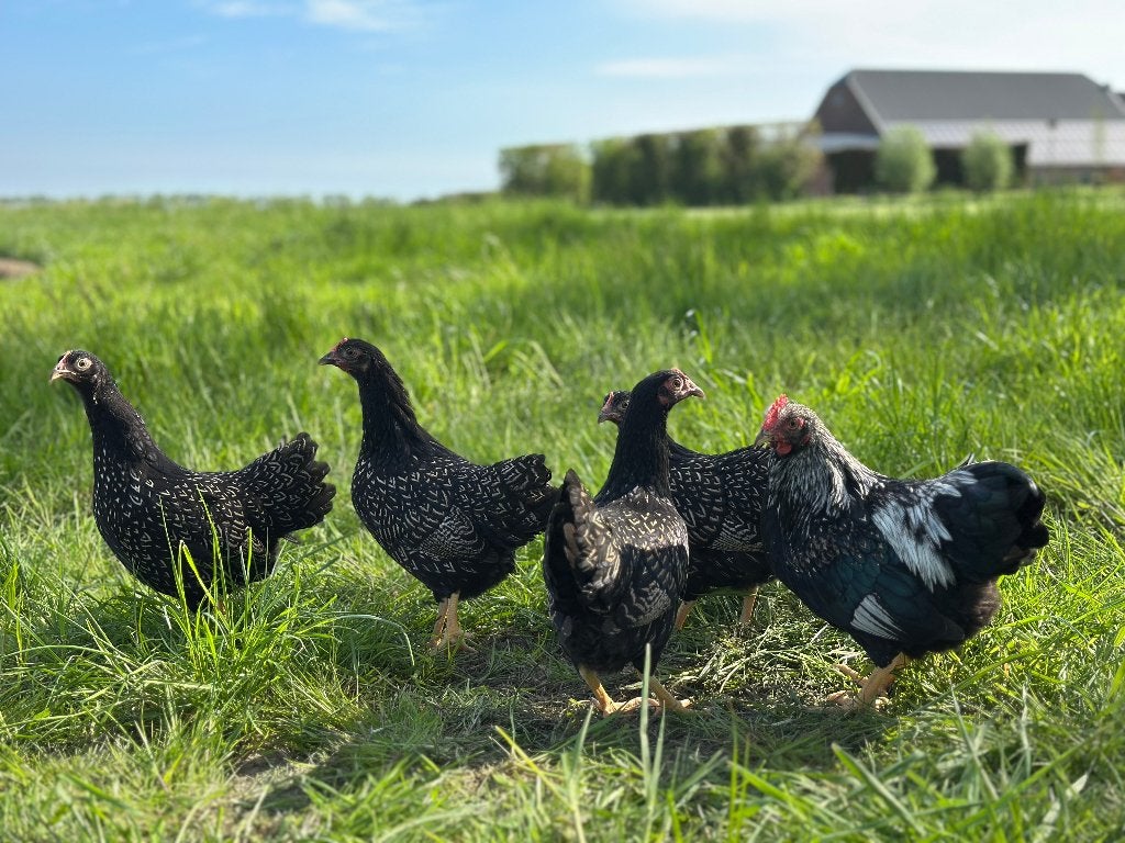 Jonge Barnevelder kriel zilver gezoomd gesekst en ingeënt, Dieren en Toebehoren, Pluimvee, Vrouwelijk, Kip