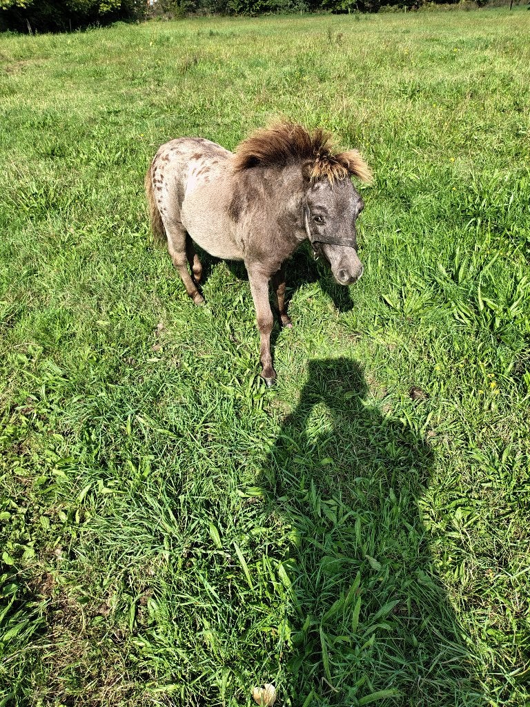 Te koop: Prachtige shetlandpony, Étalon, Avec puce électronique, 0 à 2 ans
