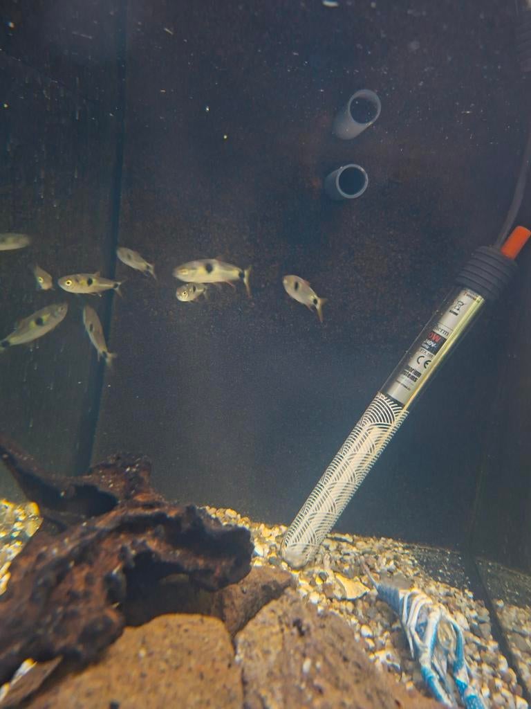 Tandzaag tetras, Dieren en Toebehoren