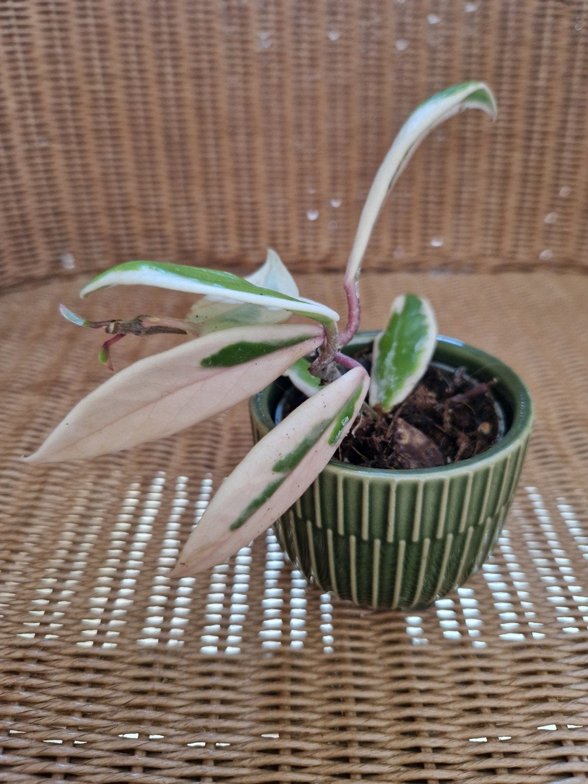 Hoya Krimson queen, Ophalen of Verzenden