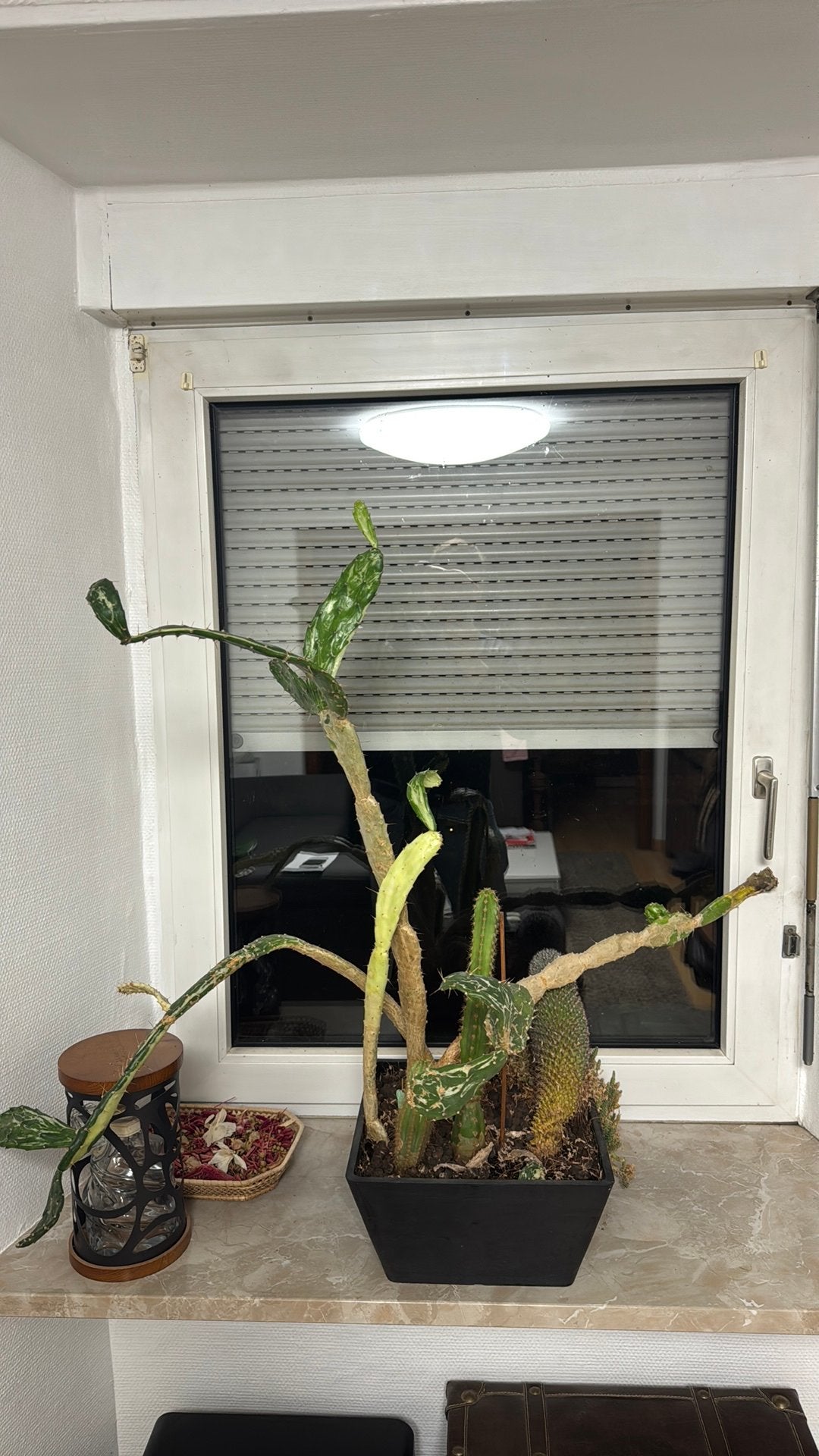 Cactus, Enlèvement, Cactus