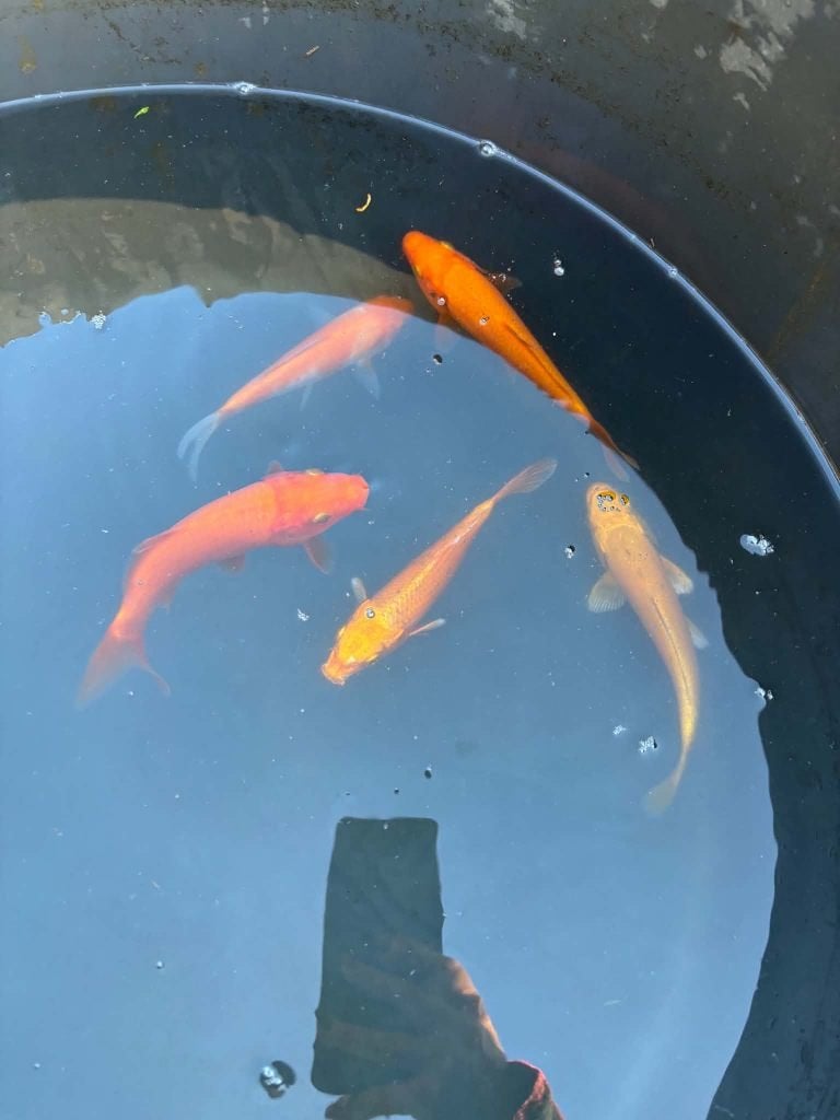 5x Benigoi, Kohaku & Yamabuki – Eigen Kweek, Animaux & Accessoires, Carpe ou Koï