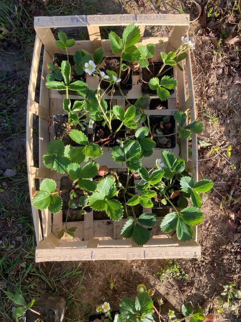 aardbeiplantjes Korona - koopje!, Tuin en Terras, Planten | Tuinplanten, Ophalen, Volle zon, Tweejarig, Zomer