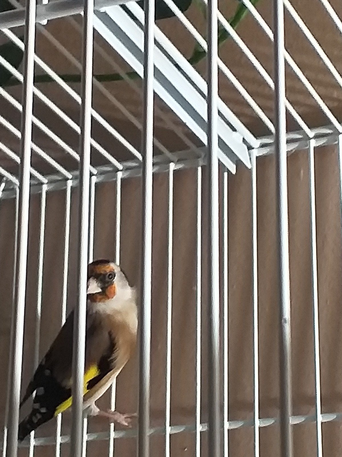 Parva chardonneret, Dieren en Toebehoren