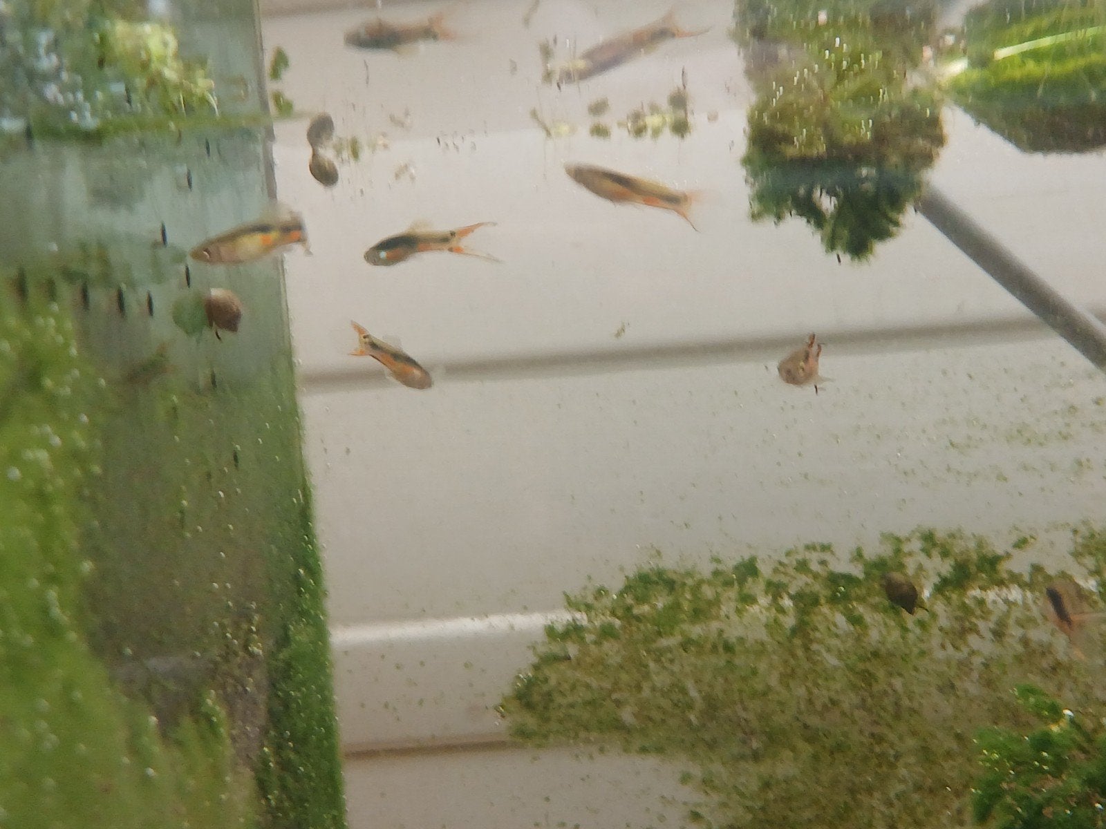Des guppys,