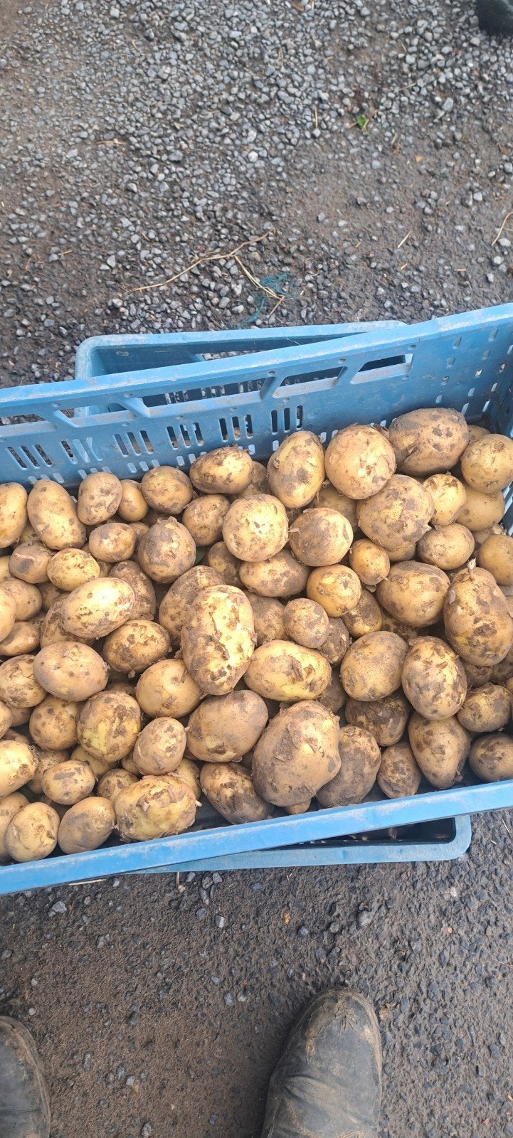 Nieuwe aardappelen kleine en grote hoeveelheden ras amora, Divers, Produits alimentaires, Enlèvement ou Envoi