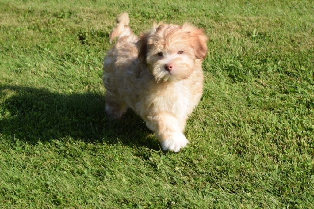 Havanezer pups, België, 15 weken tot 1 jaar, Overige rassen, Parvo