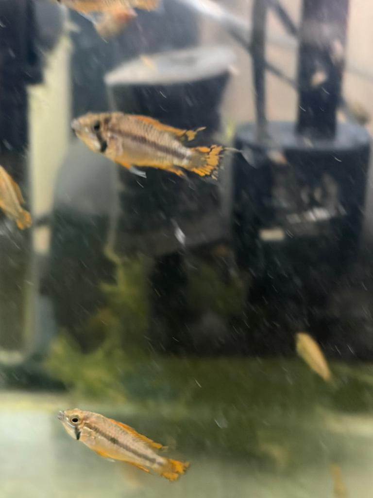cacatuoides double red, Dieren en Toebehoren, Vis, Zoetwatervis
