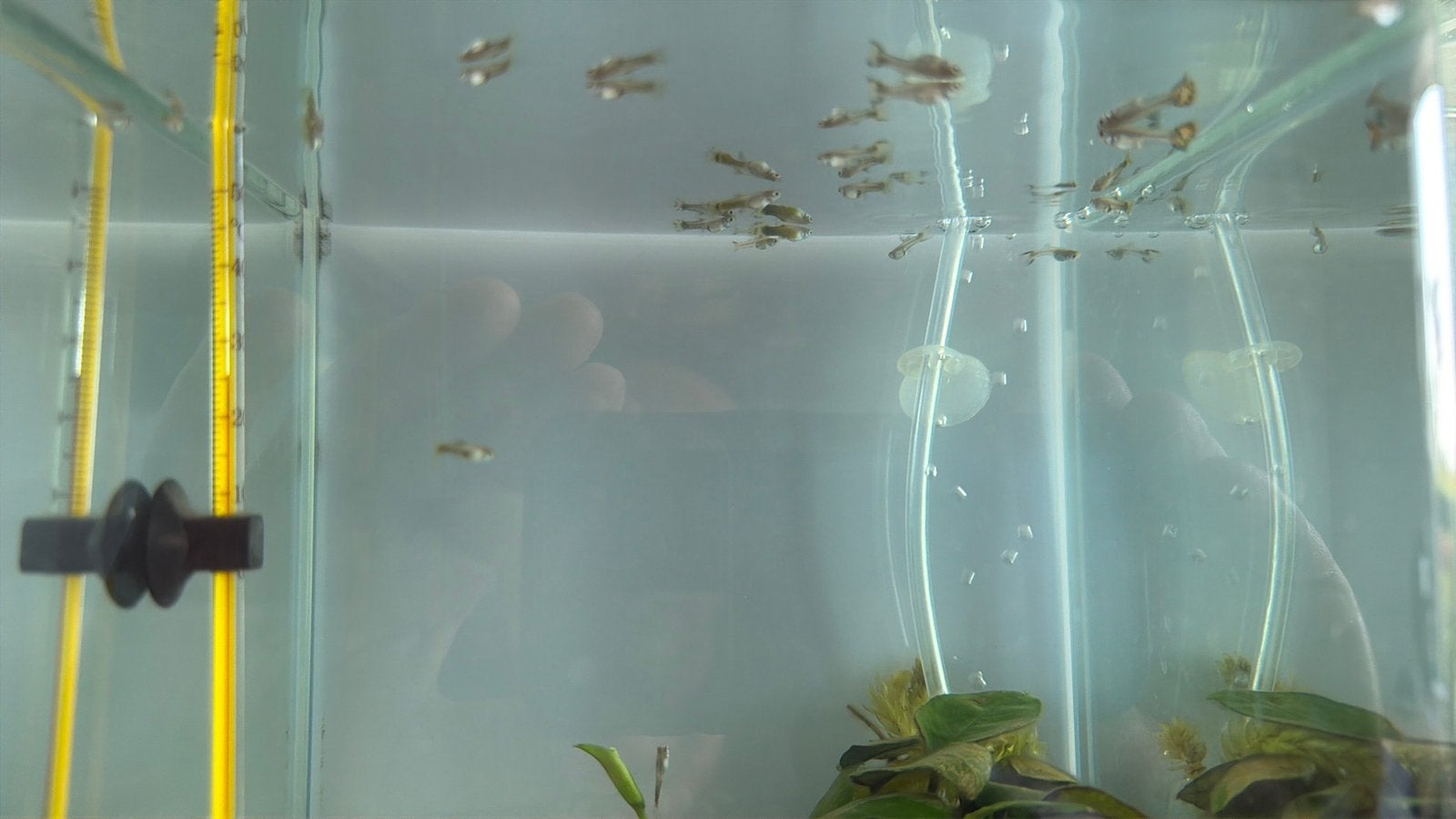 Twintig Guppy’s voor 10 euro