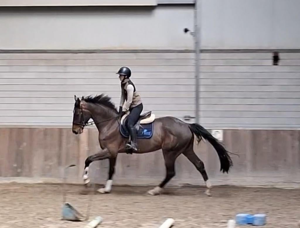Ruig bewegende 4 jarige KWPN ruin van Fontaine TN *zadelmak*, Dieren en Toebehoren, Paarden, Ruin, Dressuurpaard, Zadelmak, 3 tot 6 jaar