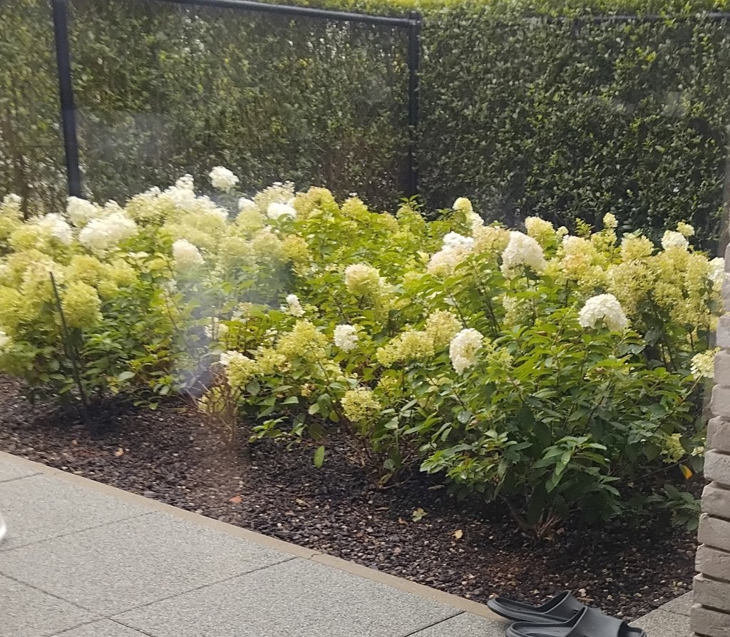 Zoek lime ligts, Tuin en Terras, Planten | Tuinplanten, Ophalen
