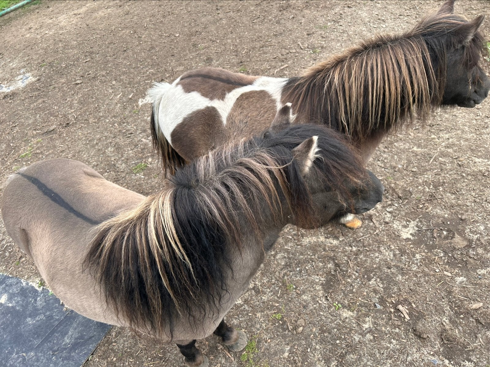 Merrie & hengst zoeken samen een warme plek, Avec puce électronique, Poney de récréation, Poney A (jusqu'à 1.17 m), Ne s'applique pas